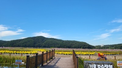 기흥호수정원 9천평 코스모스 꽃밭이 지금 손짓하는 중