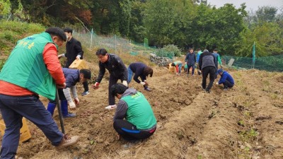 광주시 광남1동 남·녀 새마을협의회, 사랑의 고구마 수확