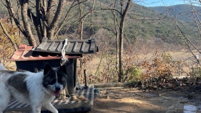 용인특례시, 농촌 실외에서 키우는 개 중성화 수술 지원합니다