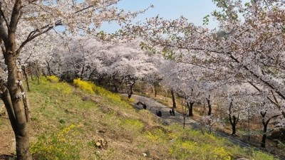 제25회 부천 도당산 벚꽃축제, 4월 8~9일 이틀간 진행