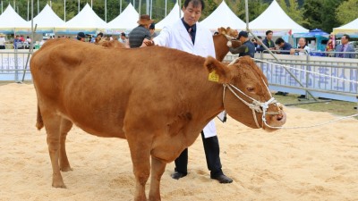 경기도 한우 얼마나 잘 컸나...제55회 경기도 한우경진대회 신청 접수