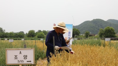 콩 이모작용 쌀귀리 6월 중하순 장마전 수확 끝내야