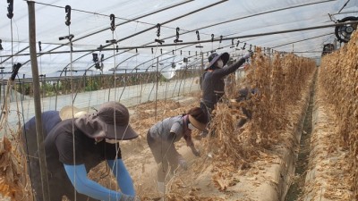 경기도농기원, 충남지역 농가 침수피해 복구 위한 일손돕기 실시