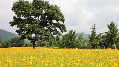 한국도자재단, 곤지암도자공원 참나무 아래 만개한 황금빛 ‘황화 코스모스’ 보러오세요!