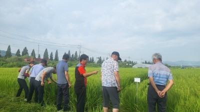 용인특례시, 백옥쌀 우수관리 생산 재배지 심사