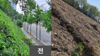 기흥구, 구갈·서천동 녹지 2곳 황폐화 방지 위해 칡덩굴 제거