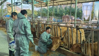 경기도, 럼피스킨병 백신접종 완료, 항체 완성되는 11월말 종식 기대