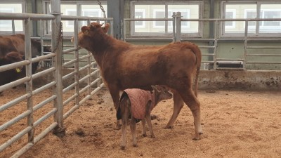 경기도 낙농산업 기반강화를 위한 ‘저지 수정란 이식’ 프로젝트 첫 송아지 생산