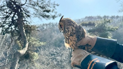 천연기념물 참매와 칡부엉이, 경기도서 치료마치고 야생 복귀