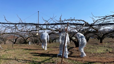 경기도 농기원, ‘과수화상병’ 발생 우려에 도-시군 합동예찰 추진