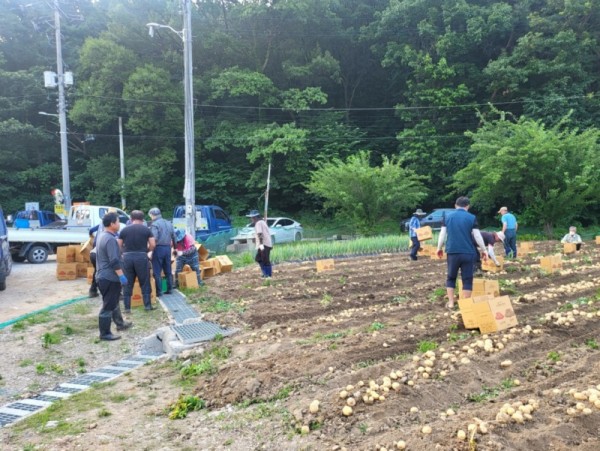 보도자료12+농촌지도자시흥시연합회+감자수확+행사.jpg