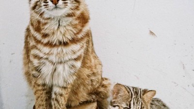 멸종위기종 삵 3마리, 경기도에서 치료‧적응훈련 후 자연 복귀