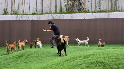 경기도, 경북산불피해 현장에서 구조된 반려견 56마리 입양준비 완료